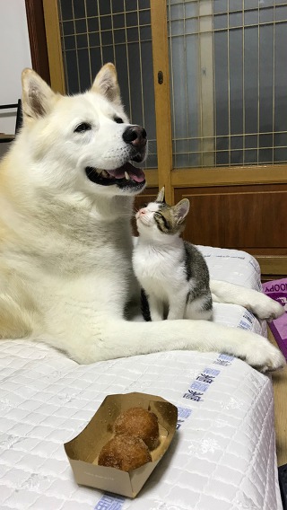 허스키의 고양이 육아일기 | 인스티즈