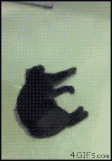 [데이터주의] 진심 무슨 생각하는지 궁금한 동물甲 - 2 | 인스티즈