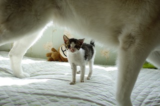 허스키의 고양이 육아일기 | 인스티즈