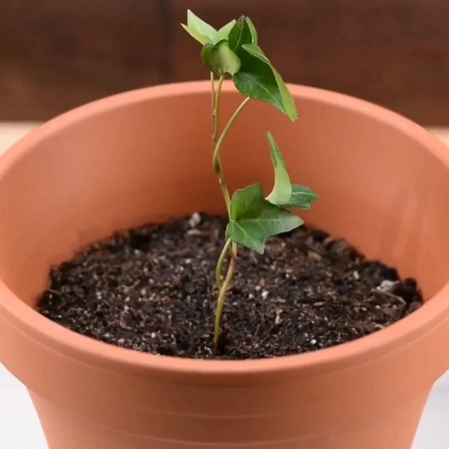 집에서 손 쉽게 키위바나나 재배하는 법.jpgif | 인스티즈