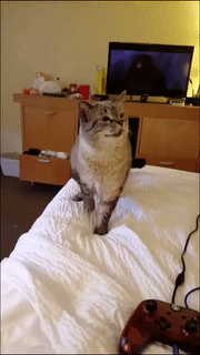 재채기 하는 고양이.gif | 인스티즈