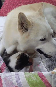 허스키의 고양이 육아일기 | 인스티즈