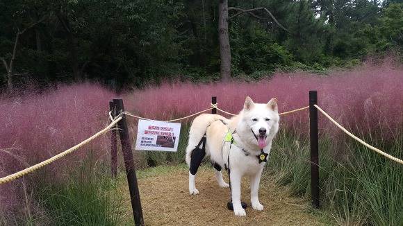 허스키의 고양이 육아일기 | 인스티즈