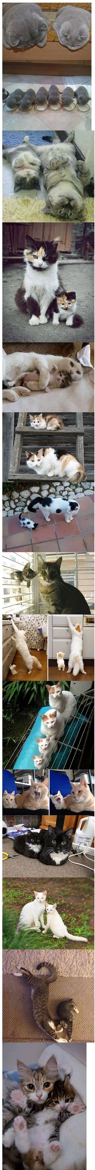 어느 누가 봐도 하나의 핏줄인 고양이들 | 인스티즈