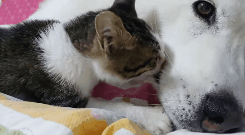 허스키의 고양이 육아일기 | 인스티즈