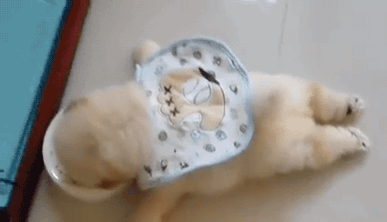 밥먹는 강아쥐.gif | 인스티즈