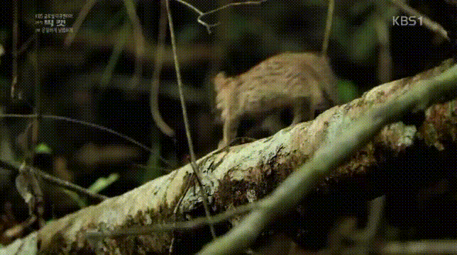 세상에서 가장 작은 고양이.jpgif | 인스티즈