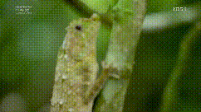 세상에서 가장 작은 고양이.jpgif | 인스티즈