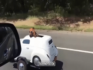 개를 위한 탈것.gif | 인스티즈