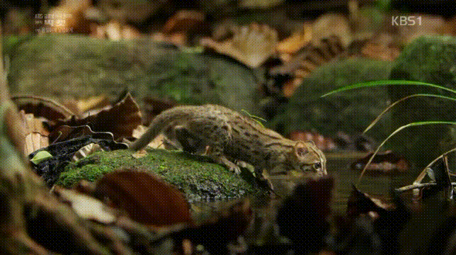 세상에서 가장 작은 고양이.jpgif | 인스티즈