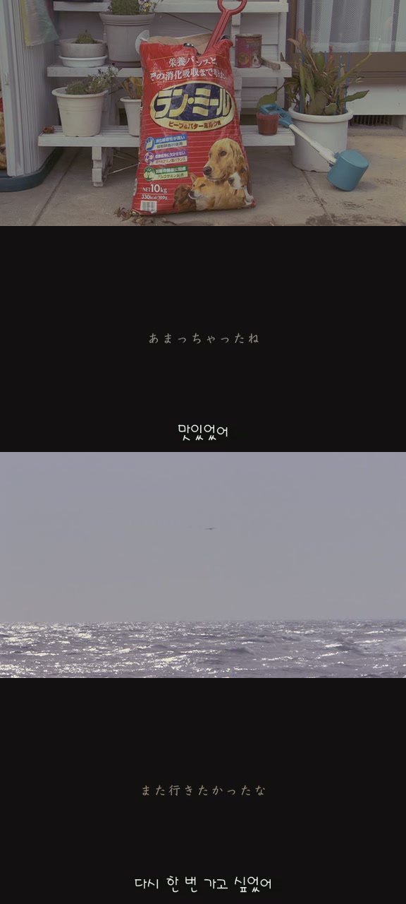 강아지의 삶 | 인스티즈