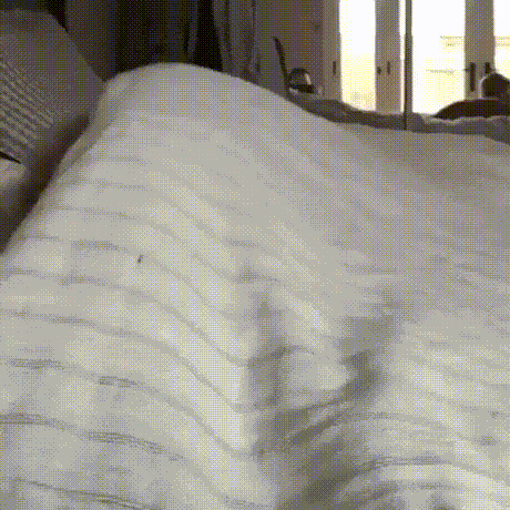 잠에서 깬 멍멍이.gif | 인스티즈