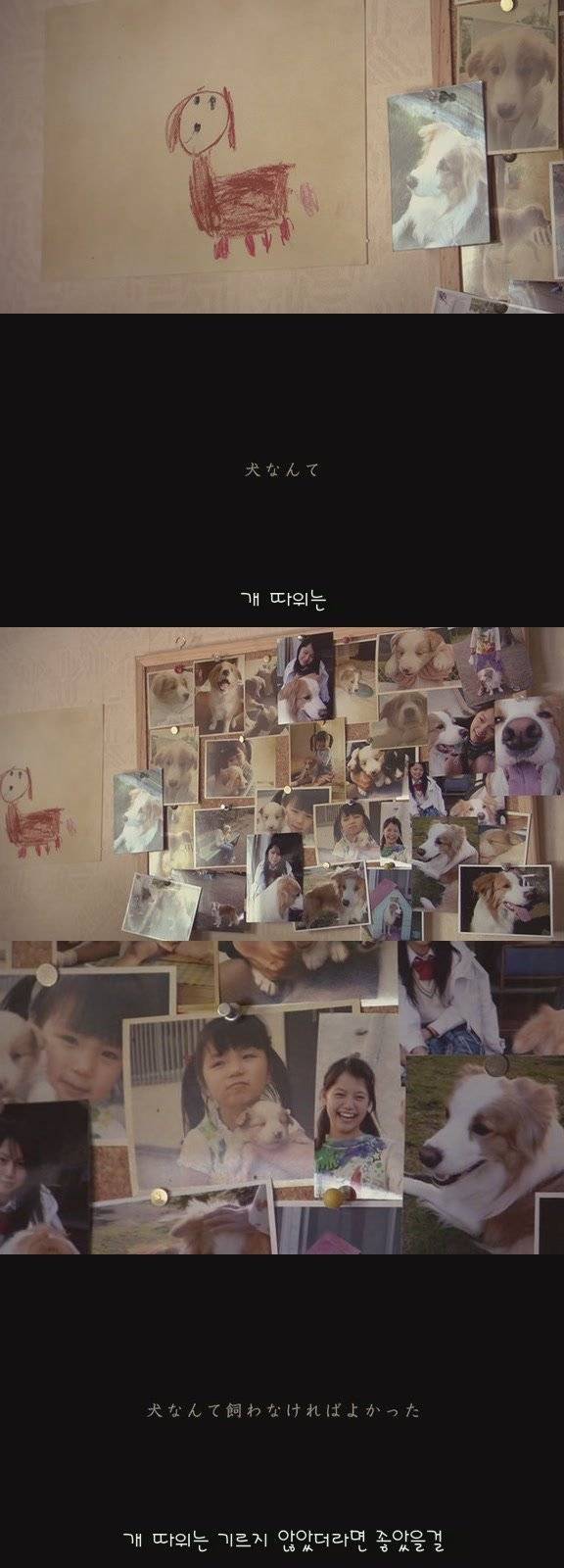 강아지의 삶 | 인스티즈