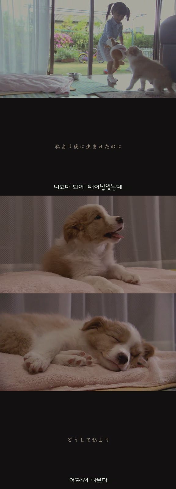 강아지의 삶 | 인스티즈