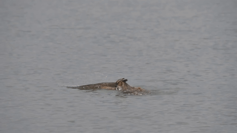 부엉이가 수영하면? | 인스티즈