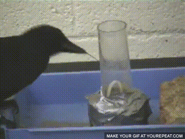 까마귀 지능 수준 | 인스티즈