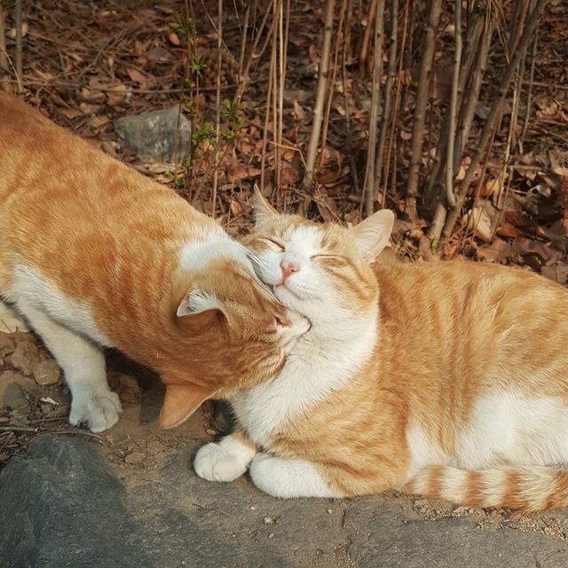 연세대학교의 고양이들 | 인스티즈