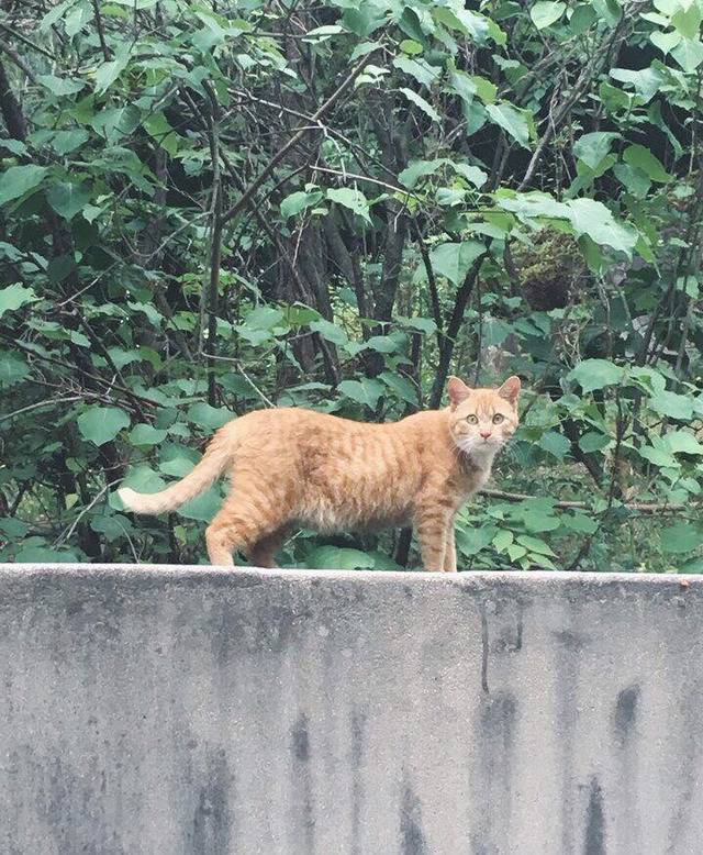 연세대학교의 고양이들 | 인스티즈