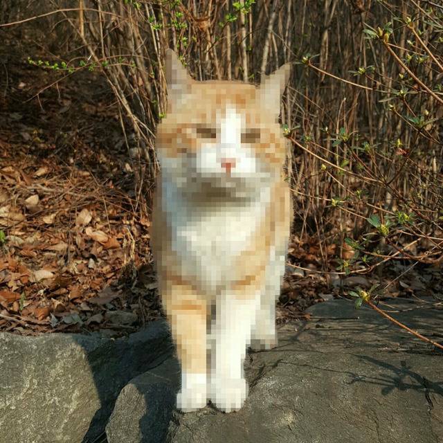 연세대학교의 고양이들 | 인스티즈