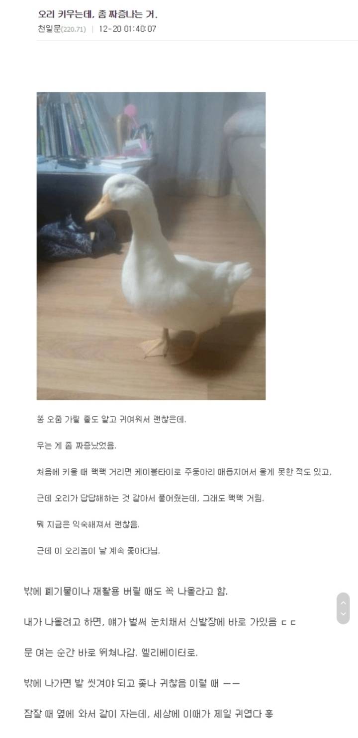 방에서 오리 키우는 공갤러.jpg | 인스티즈