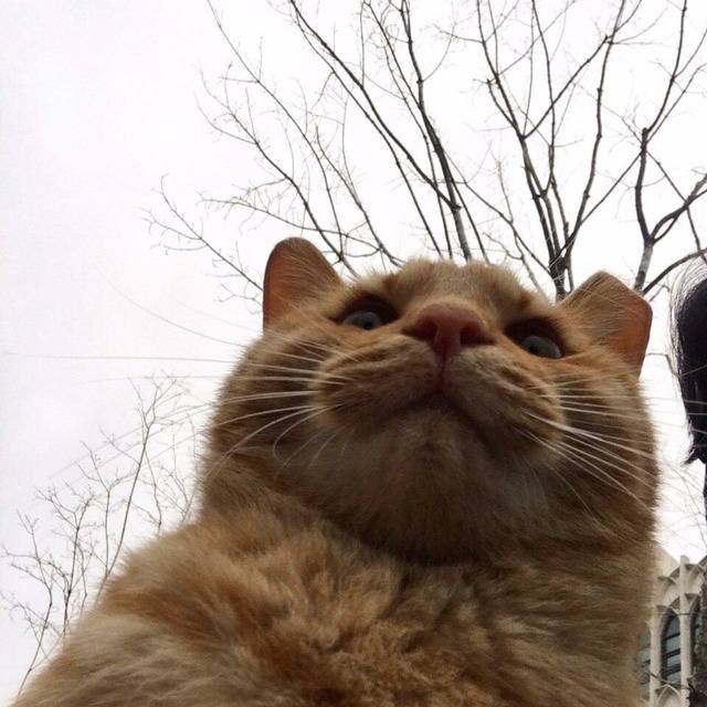 연세대학교의 고양이들 | 인스티즈