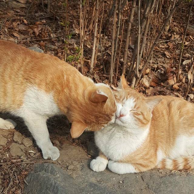 연세대학교의 고양이들 | 인스티즈