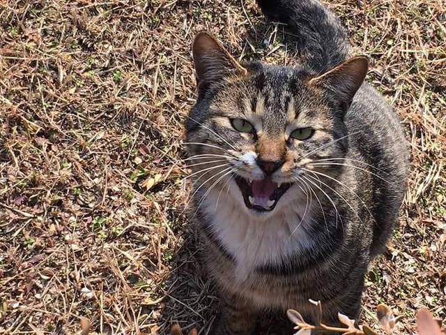 연세대학교의 고양이들 | 인스티즈