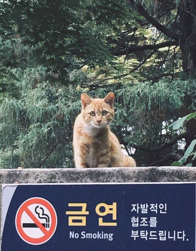 연세대학교의 고양이들 | 인스티즈
