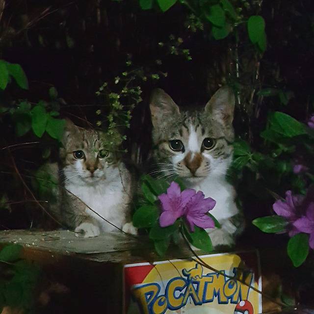 연세대학교의 고양이들 | 인스티즈