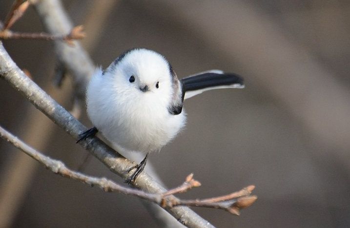 지구상에서 가장 귀여운 새 | 인스티즈