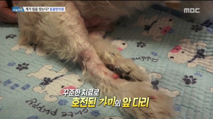 강아지 한의원.jpg | 인스티즈