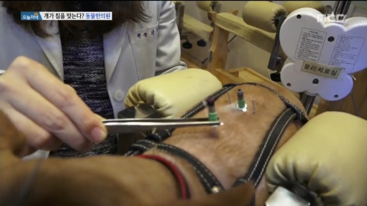 강아지 한의원.jpg | 인스티즈