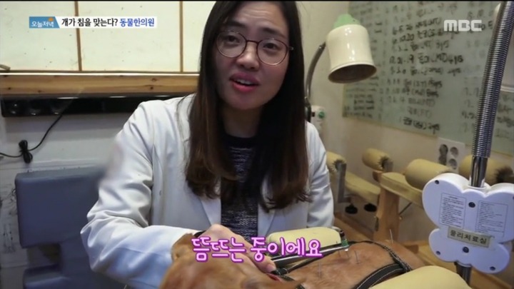 강아지 한의원.jpg | 인스티즈