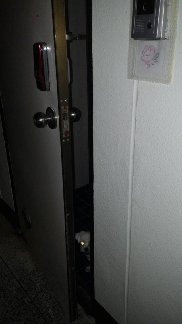 평화로운 익친이네 개들.jpg | 인스티즈