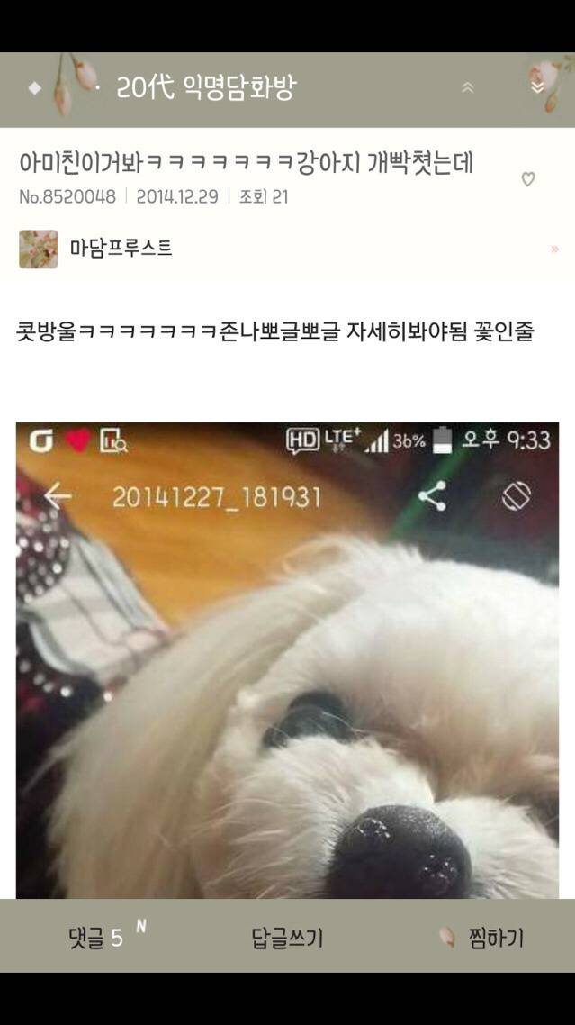 평화로운 익친이네 개들.jpg | 인스티즈