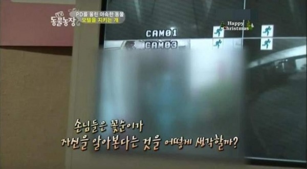 모텔 단골을 알아보는 멍멍이...jpg | 인스티즈