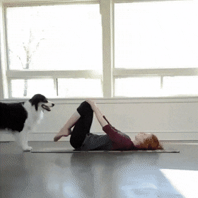 머리 나쁘고 저질체력인 인간은 같이 살기 힘든 댕댕이.jpgif | 인스티즈