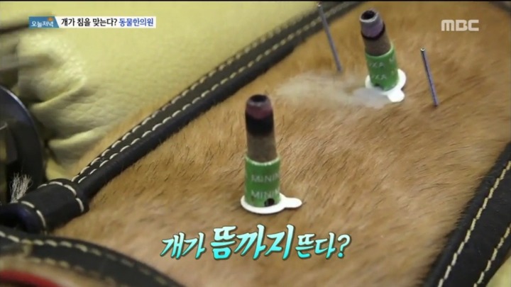 강아지 한의원.jpg | 인스티즈