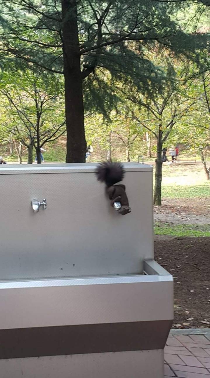 청설모가 수도꼭지 틀어서 물마신다는데 보신분 있나요? | 인스티즈