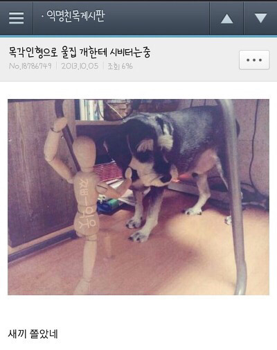 평화로운 익친이네 개들.jpg | 인스티즈