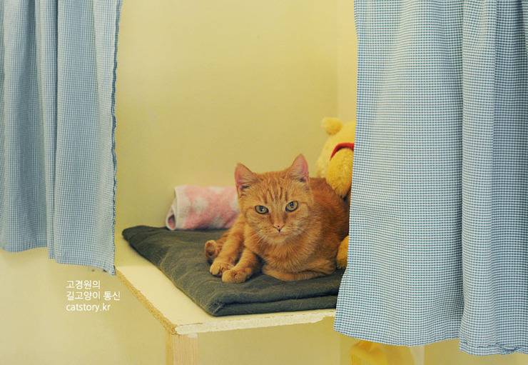 스웨덴의 고양이 보호소.bgm | 인스티즈