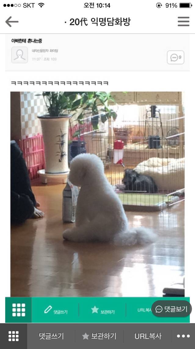 평화로운 익친이네 개들.jpg | 인스티즈