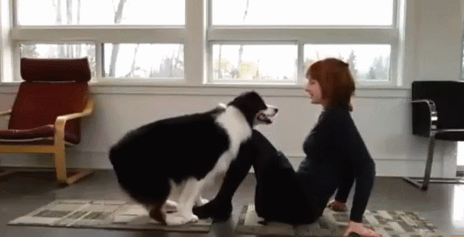 머리 나쁘고 저질체력인 인간은 같이 살기 힘든 댕댕이.jpgif | 인스티즈