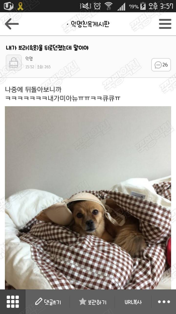 평화로운 익친이네 개들.jpg | 인스티즈