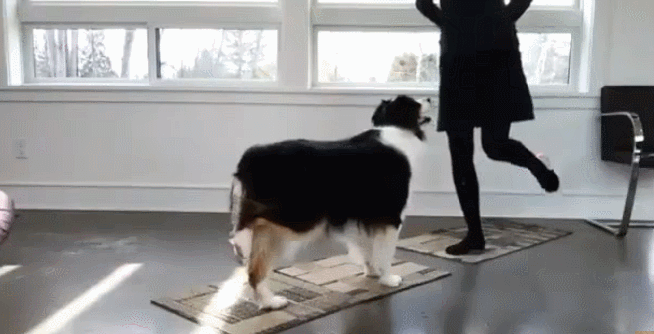 머리 나쁘고 저질체력인 인간은 같이 살기 힘든 댕댕이.jpgif | 인스티즈