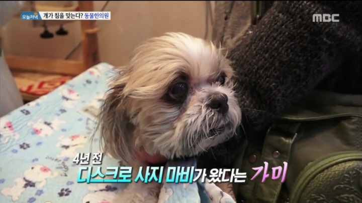 강아지 한의원.jpg | 인스티즈