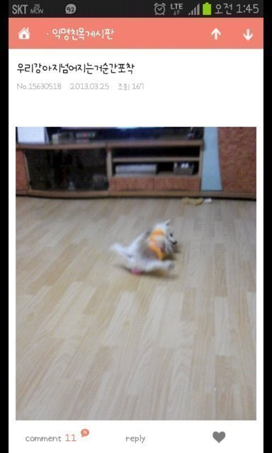 평화로운 익친이네 개들.jpg | 인스티즈