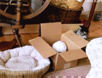 냥이들.gif | 인스티즈