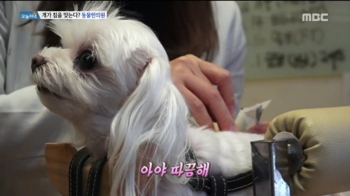 강아지 한의원.jpg | 인스티즈