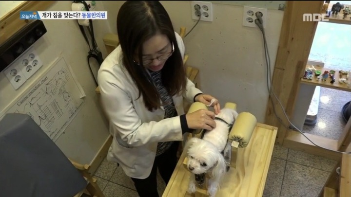 강아지 한의원.jpg | 인스티즈